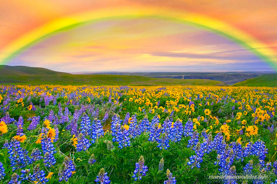 Arcoiris, flores, Paz