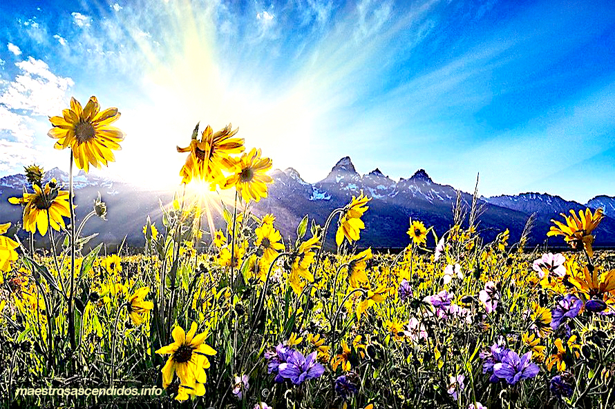 Royal Teton