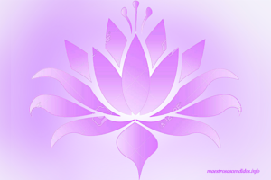 Loto Violeta