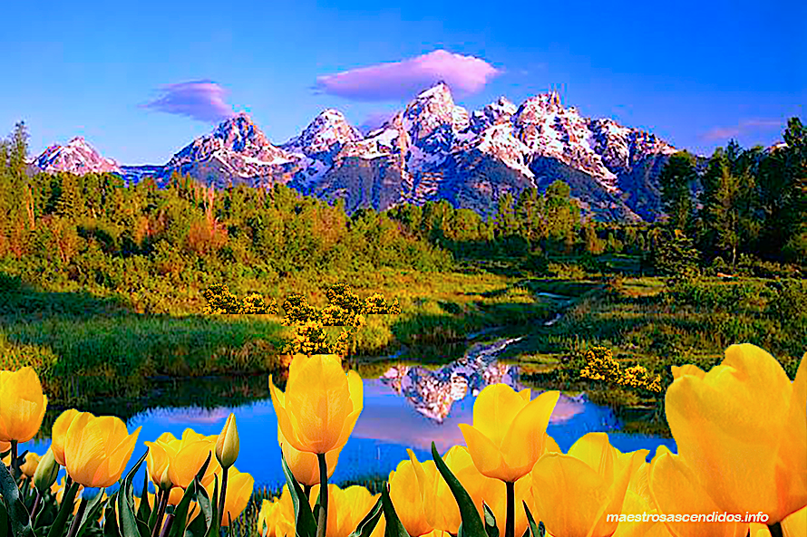 Royal Teton