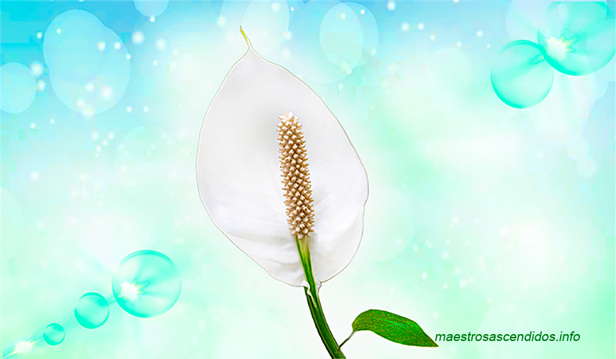 Patrón Electrónico abril 2026 - lirio cala