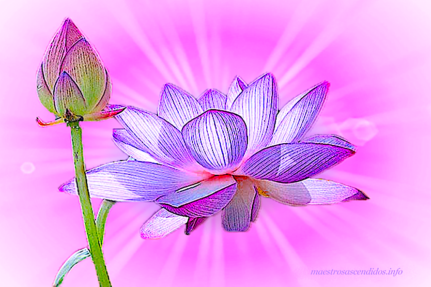 Loto violeta, Kwan Yin
