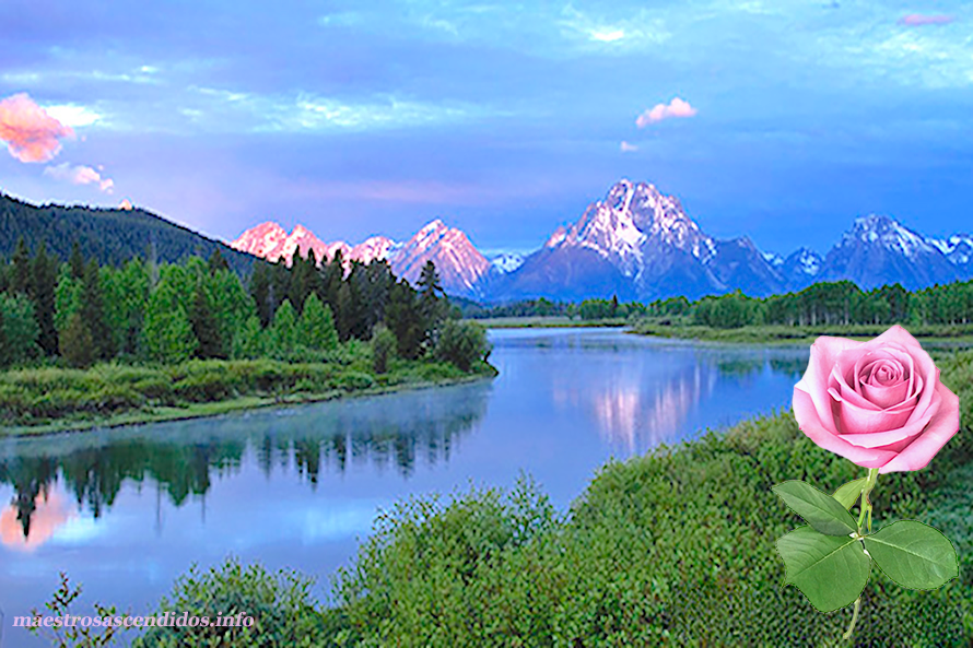 Royal Teton, Rosa Rosada