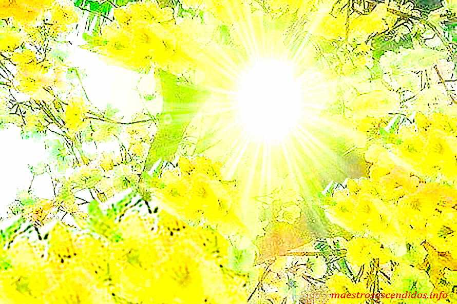 Sol, flores amarillas