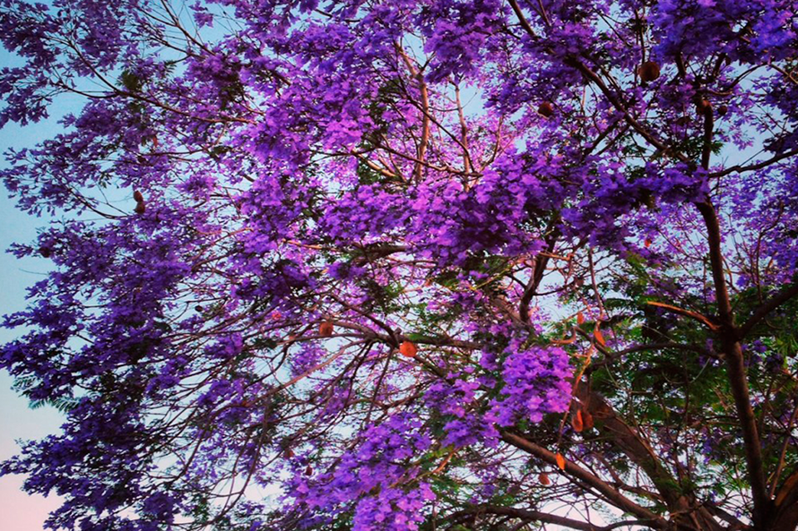 Flores Violeta