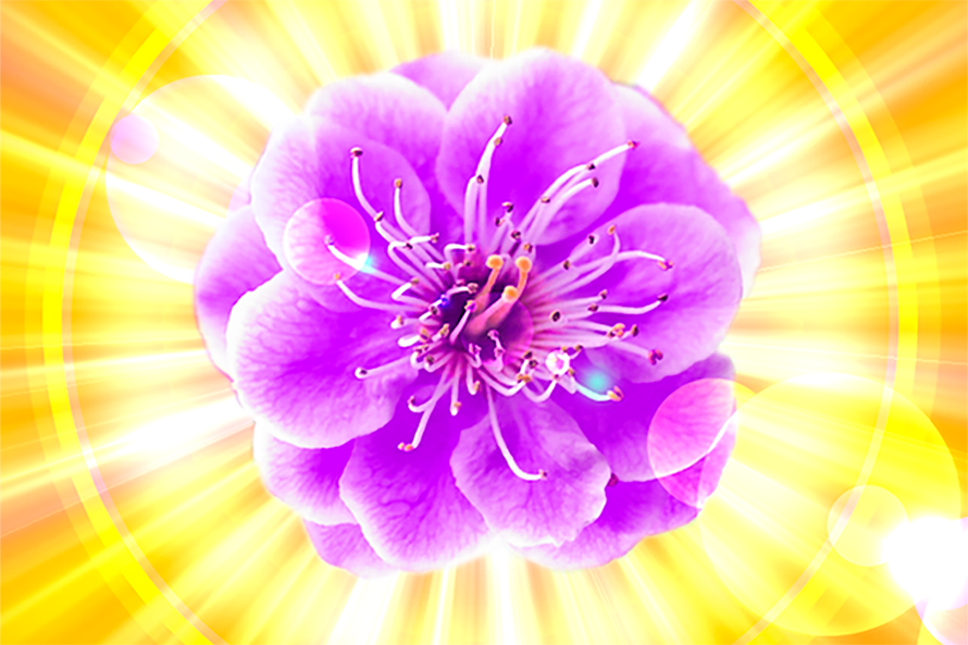 Violeta y Dorado
